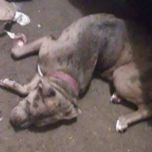 Meet your Posher, Amber